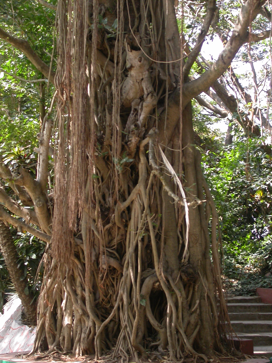 The dense hanging aerial roots of an enormous banyan tree
