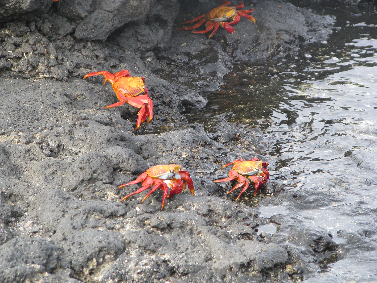 Bright orange Sally Lightfoot crabs on dark volcanic rock at the water's edge