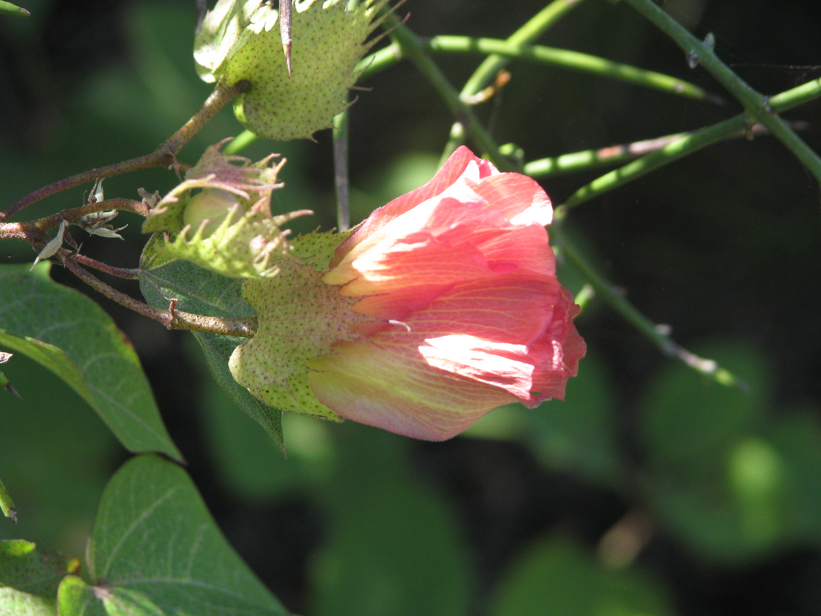 A pale pink hibiscus-like flower backlit against dark foliage