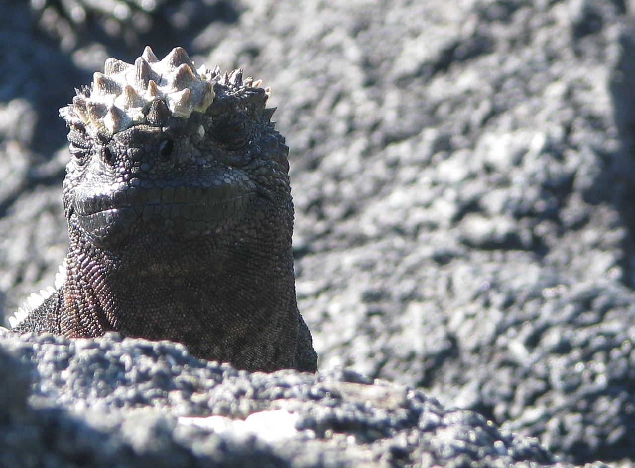 A marine iguana basking on pale volcanic rock