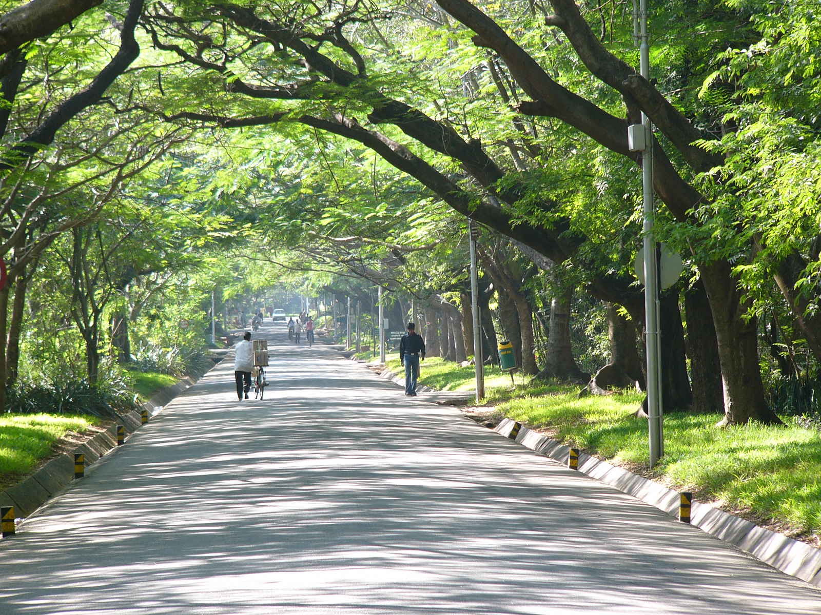 A long avenue shaded by an arch of old rain trees