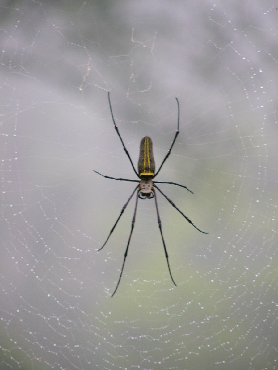 A large golden orb-weaver spider suspended at the center of its web